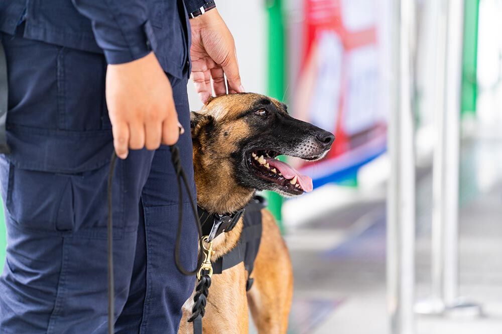 Les races de chiens et leurs spécificités