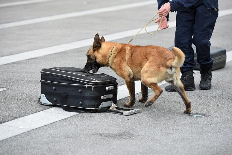 maitre chien gendarme