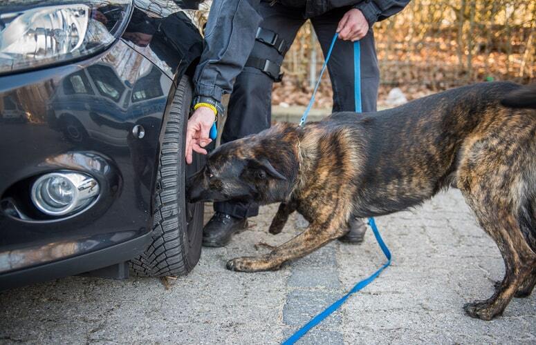 gendarmerie cynophile