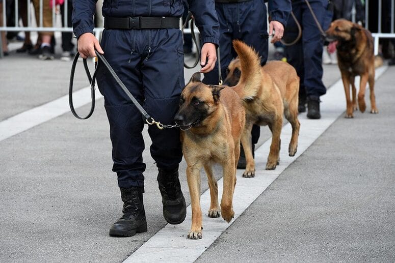 devenir gendarme maitre chien