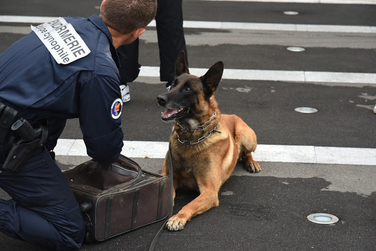 devenir gendarme cynophile