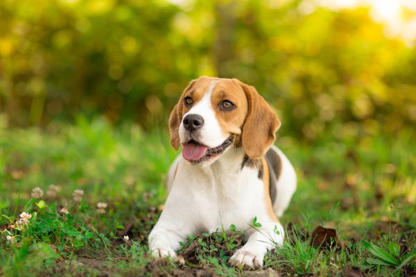 beagle taz